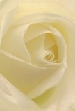 Drawn into the heart of this cream-white rose, you experience the gentle sophistication that defines a Finsbury Park floral arrangement. The petals spiral inwards, unfurling like a soft embrace touched by the freshness of morning dew rolling off the grass in nearby Gillespie Park. Each fold radiates a barely-there glow, while delicate shadows between the ivory curves add both depth and drama without disturbing the bloom's tranquil aura. The atmosphere of this image echoes a peaceful morning, or the intimate gesture of sending comfort to a loved one on Seven Sisters Road. For a florist steeped in the traditions of the local area, this rose stands as the purest symbol of reverence-ideal for conveying sympathy, admiration, or the hope of a new beginning. You can almost imagine the understated, sweet fragrance mingling with the scent of rain-washed earth, underscoring the artistry and tenderness poured into every arrangement at Finsbury Park Flowers. This close perspective not only highlights the rose's natural beauty but also the care and emotion behind choosing a perfect bloom for a special occasion rooted in North London's vibrant heart.